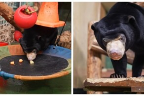 Малайские медвежата-непоседы⁠ из Московского зоопарка