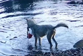 Волчица использовала сеть для ловли рыбы