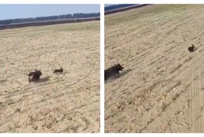 Погоня собаки охотничьей породы за диким зверем