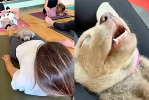 Йога со щенками: когда дзен получают и люди, и собаки