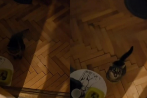 Домашний кот ведет себя так, словно он NPC в игре