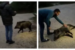 Дружелюбный и ласковый зверь