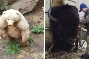 25+ фотографий реальных предметов и живых организмов нестандартно огромных размеров