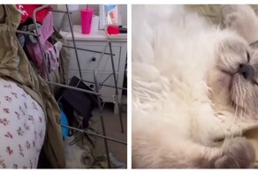 Кот уснул на месте преступления