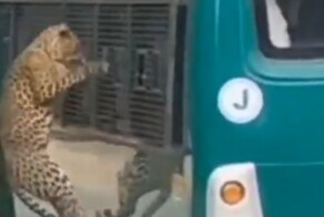 Леопард в сафари-парке прыгнул на автобус и сквозь окно поцарапал женщине руку