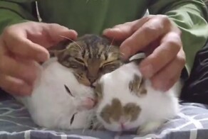 Пушистый самозванец