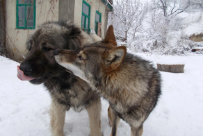 Какие породы собак победят волка или медведя?