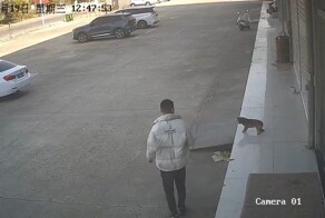 Парень пожалел, что решил обидеть собаку