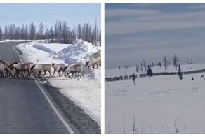 Стадо оленей перекрыло дорогу на Камчатке