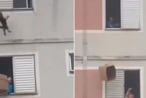 Драматичное спасение пса в Бразилии