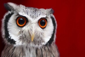Очаровательные совы