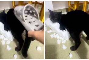 Кошка, которая любит пожёстче