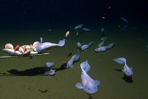 Самые глубоководные рыбы из известных на сегодня науке