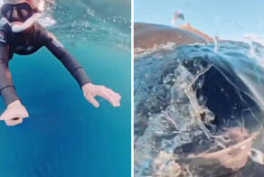 Девушка-дайвер во время очередного погружения чуть не стала едой для кита