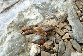 Крымский скорпион