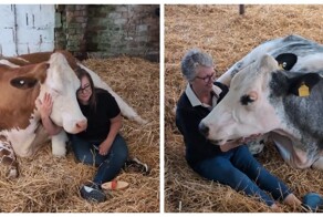 Фермеры зарабатывают на объятиях с коровами из-за падения цен на молоко