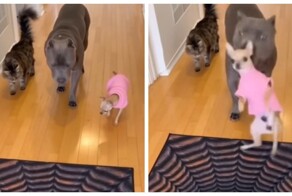 Забавная проверка 3D-пола от собаки