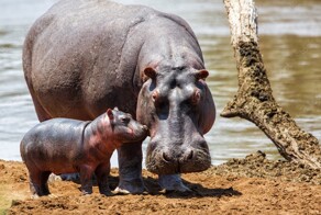 18 трогательных моментов из жизни семейств диких зверей и домашних животных