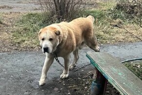 В Сухом Логу полицейский застрелил агрессивного алабая и стал жертвой травли зоозащитников