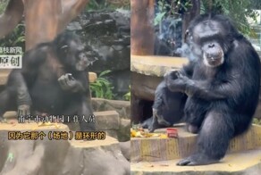 В китайском зоопарке шимпанзе наказали за курение