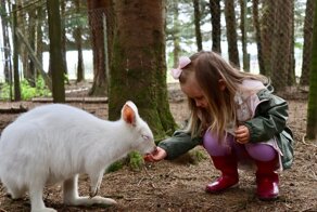 Правда ли, что в Австралии разводят и едят кенгуру, как коров или овец?