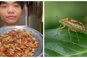 Литр за 89 рублей: масло из клопов на индийских рынках