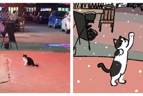 Кот впервые увидел снег