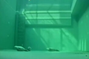 Как&nbsp;тюлени спят под&nbsp;водой