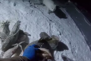 Песец украл часть улова рыбака