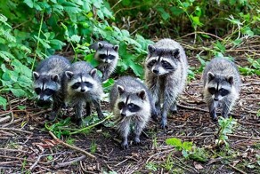 Банда енотов проникла в гараж в США