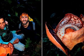 Не смог сдержать слёз: мужчина 13 лет искал один из редчайших цветков в индонезийских джунглях