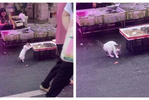 Котик добыл себе креветку