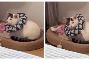 Если бы загрузочный экран был кошкой