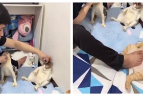 Мистер многозадачность