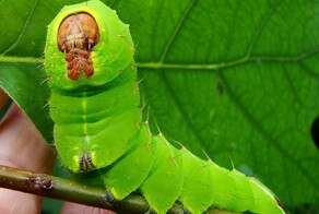 10 невероятных рекордсменов животного мира