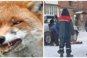 Бешеная лиса напала на девушку в Омской области