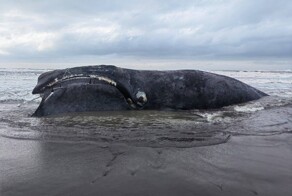 На берег Камчатки вынесло тело мёртвого кита