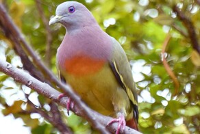 15 невероятных голубей, которых вы никогда не видели