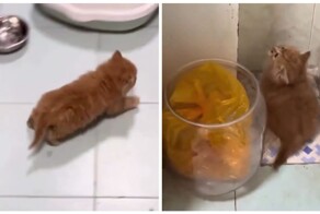 Обычная активность для рыжих котов