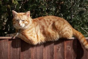 Сходка рыжей пушистой банды