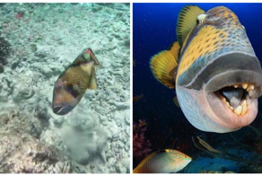 Тропическая рыба напала на мужчину