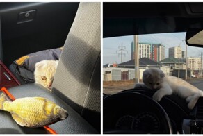 Тариф котокомфорт: к девушке приехал таксист с котёнком