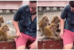 Обезьяны пристают к туристу