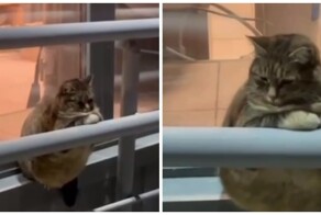 Жирненький и грустный кот