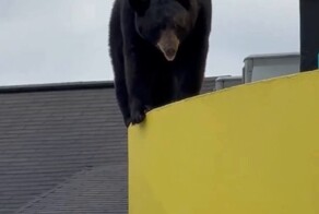 В американском Гатлинбурге медведь забрался на крышу театра