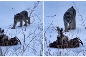 Дикая кошка не смогла пройти мимо "игрушки"