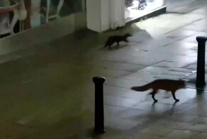 Выдра и лиса прогулялись по ночному городу