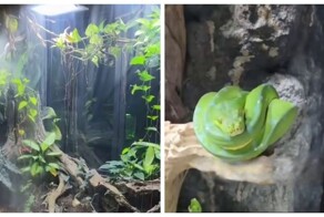 Мужчина показал свой гигантский домашний «мир природы» с дождями, ветром и несколькими биомами