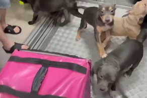 В муринской многоэтажке стая бойцовских собак набросилась на курьера