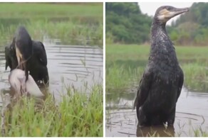 Перекус прожорливого баклана